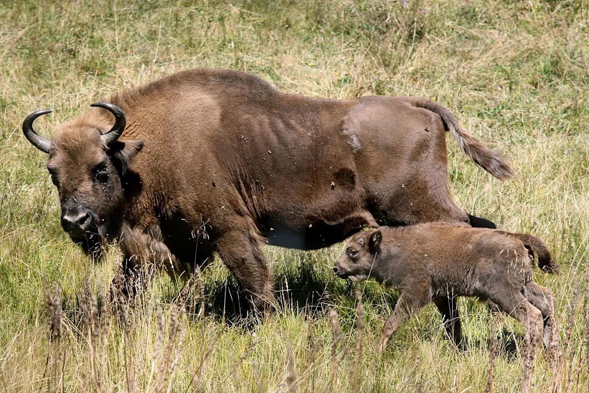 Surprise at what has happened to some Yellowstone bison: "A historic wildlife conservation success"
