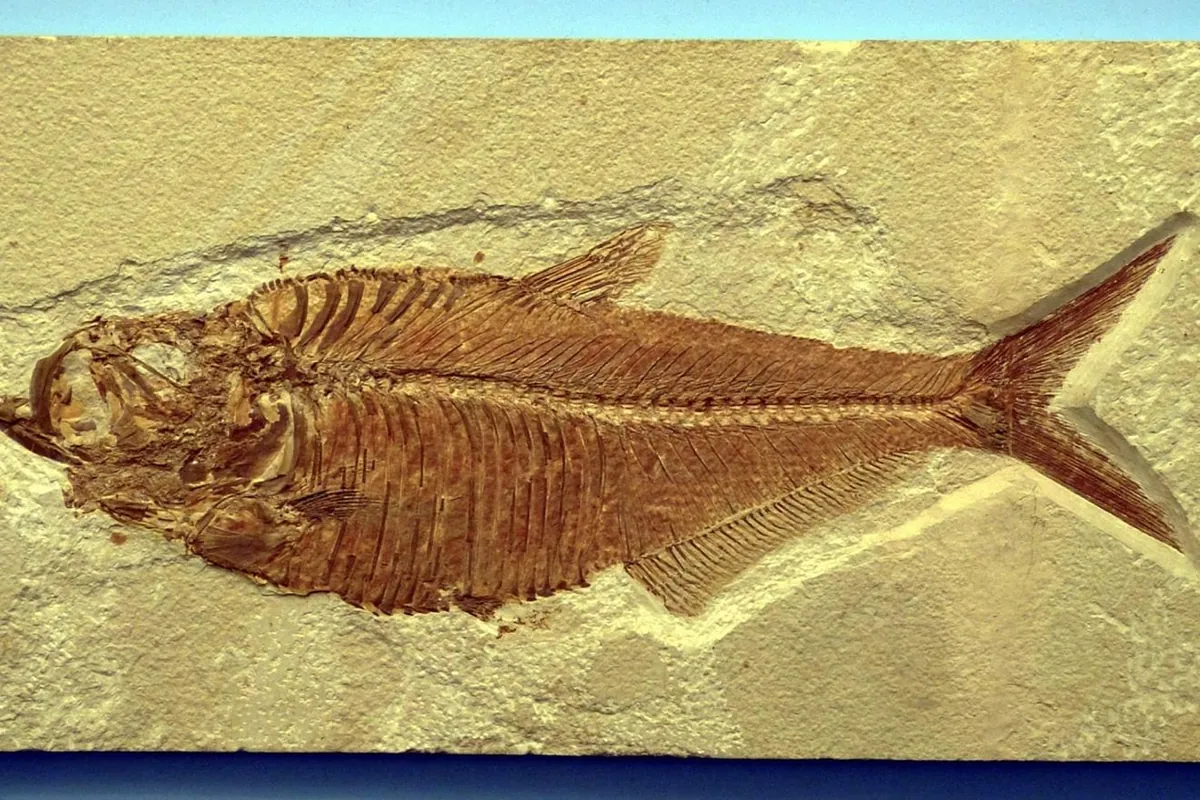 Surprise as 15-million-year-old fish fossils found in Australia with remains of their last meals
