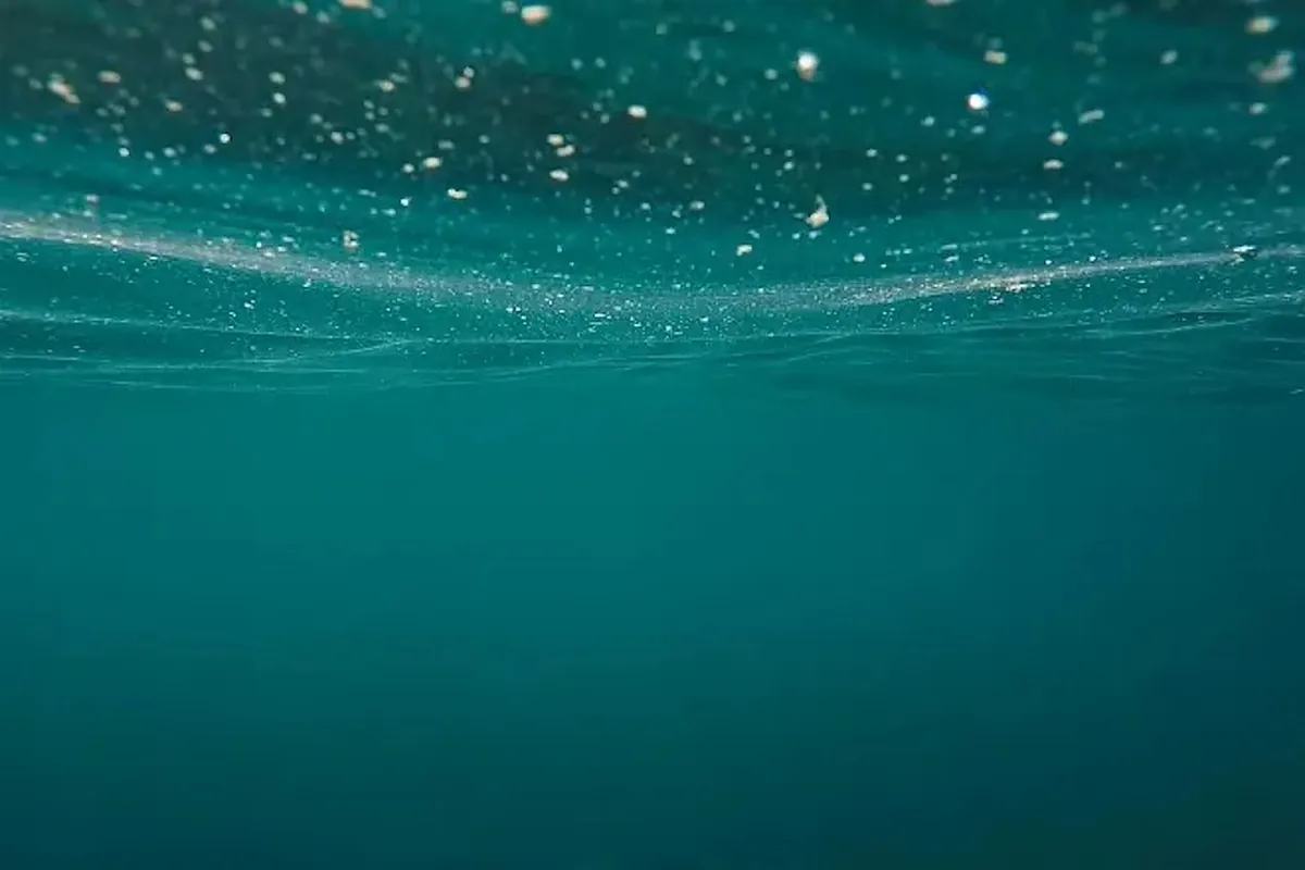 Seawater for cooking: the myths and benefits it could bring