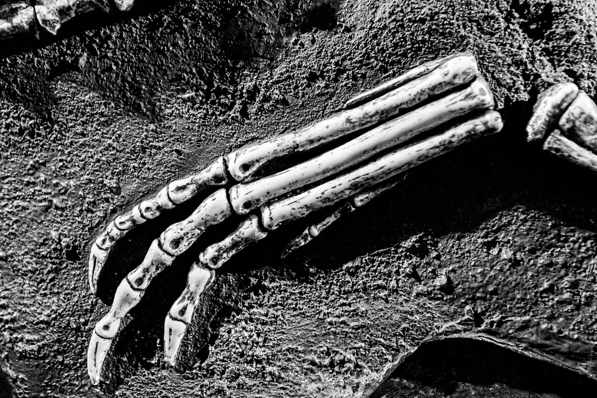 Mystery surrounds the remains of an enigmatic dinosaur: it is a herbivore of a forgotten species