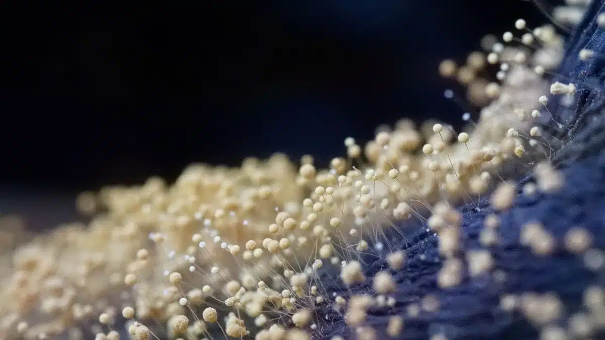 Immagine microscopica del fungo Aspergillus con le sue caratteristiche protettive