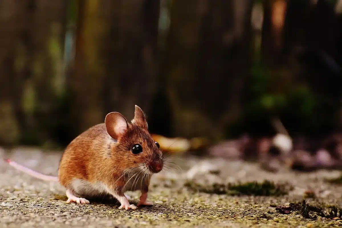 Primo piano di un mouse che illustra il concetto di feedback aptico