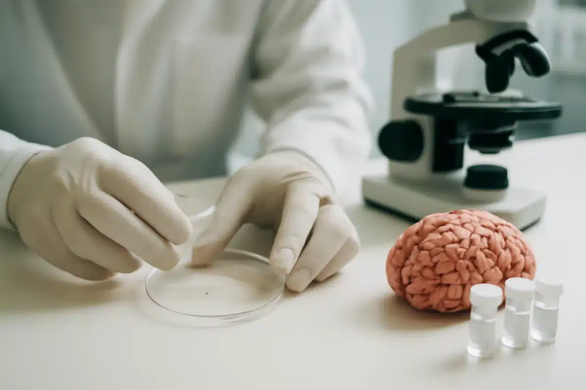 Scoperta a Stanford: il cervello è due organi in uno! I dettagli.